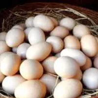 تخم مرغ محلی موجوده