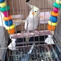۴ عدد مرغ عشق نر،  یک جفت عروس هلندی اوازخون