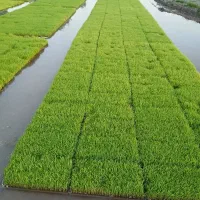 بانک نشا برنج ،توم دستگاه نشا