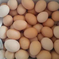 تخم مرغ محلی تازه