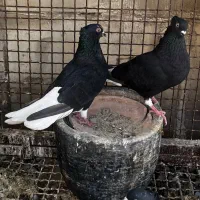 کفتر زاغ دم سفید عتیقه