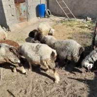 میش بختیاری