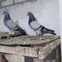 کلفه ترکیه