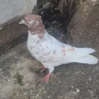 ماده|پرنده|اصفهان, سودان|دیوار