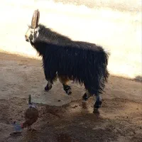 پازن ترکی