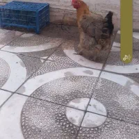 مرغ تخم گذار
