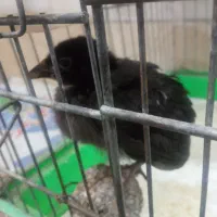 جوجه