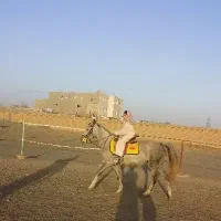 کره اسب و مادرش