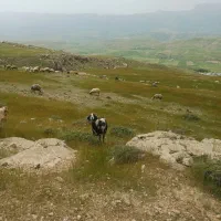 فروشی