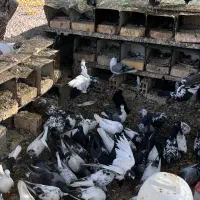کبوتر کاشونی بپر