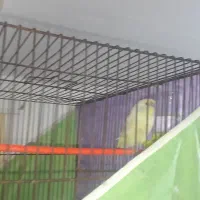 مرغ عشق رنگ خوشگل زروماده ویکی دیگه نر