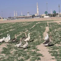 غاز و اردک