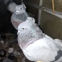 کبوتر