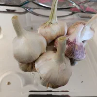 فروش سیر درشت وسفید،اعلا