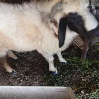 قوچ|حیوانات مزرعه|رودان, |دیوار