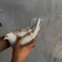 کلاغ کاکلی لیمویی پر خال