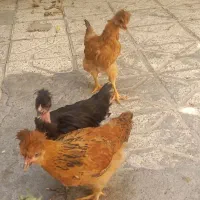 ۳ عدد جوجه  کاکلی لاری یا همون گردن لخت