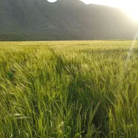 کاه گندم کاه جو کاه یونجه