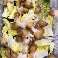 فروش ویژه حلزون