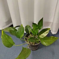 گل موسی در گهواره و پتوس