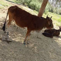 فروش گاو ماده حامله ماه آخر