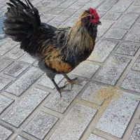خروس گلین طوسی