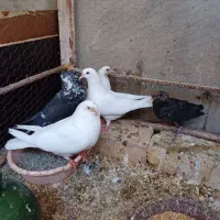 کفتر جفت با سه تا جو جه