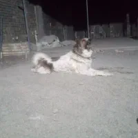 واگذاری یک سگ پلنگی سرخ نگهبان باهوش جوان