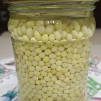 فروش حلزون جهت جوانسازی پوست