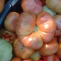 فروش عمده گوجه محلی