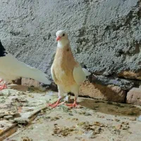 جوجه کفتر طوقی سیاه لیمویی زرد  خالدار ذاغ ابادانی