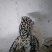 سیرایت  پولک منظم