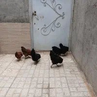 مرغ تخم گذار به شرط