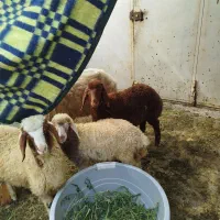 ۳تا بره نر و یه میش و بره