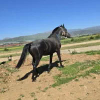 کره اسب ۱۵ ماهه