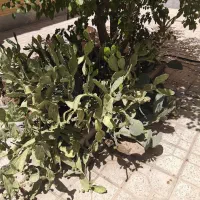 گل کاکتوس