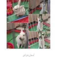 فروش خرگوش