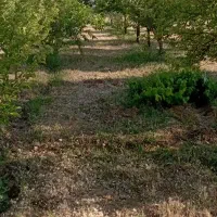 فروش دو قطعه باغ