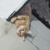 واگذاری گربه