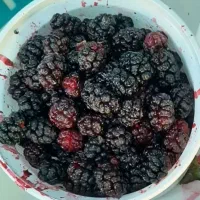 شاتوت