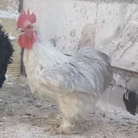 کوشین لاوندر