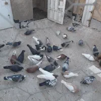 کبوتر|پرنده|شیراز, جوادیه|دیوار