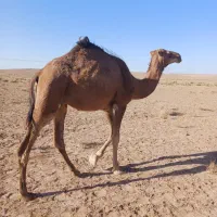 شتر نر ۴ ساله