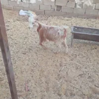 بزغاله