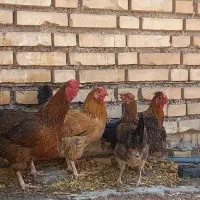 خروس|حیوانات مزرعه|اهواز, منبع اب|دیوار