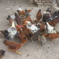مرغ و خروس محلی