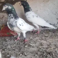 کبوتر پاکستانی