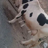 گاو و گوساله