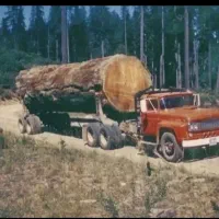 خرید  برش و حرس انواع چوب غیر جنگلی