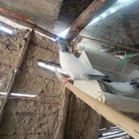 تعدادی کبوتر جهت معاوضه